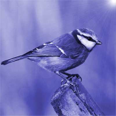 Blue tit