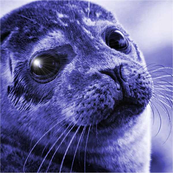 seal