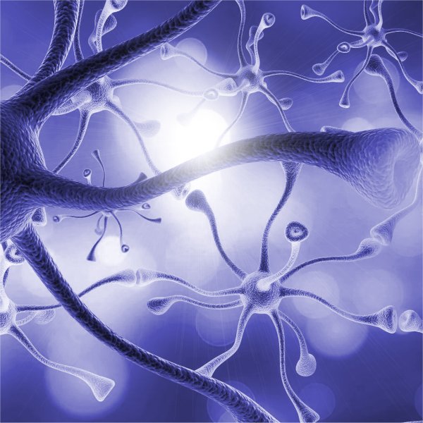 neurons