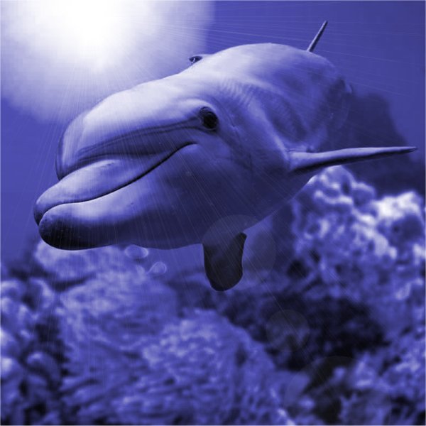 dolphin